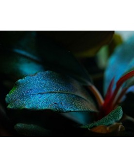 Bucephalandra  Sordida Blue  - en Pot